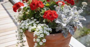 Z czym łączyć pelargonie? Najlepsze kompozycje na balkon i do ogrodu