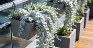 Dichondra ile sadzonek do doniczki, by stworzyć srebrzysty balkon?