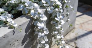 Dichondra: kompletny przewodnik po uprawie i pielęgnacji w ogrodzie