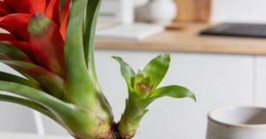 Guzmania rozmnażanie krok po kroku: od podstaw do sukcesu