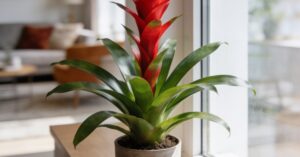 Guzmania pielęgnacja: jak podlewać tę egzotyczną roślinę w doniczce?
