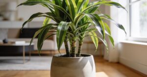 Dracena smocza w doniczce: pielęgnacja, problemy i jak o nią dbać