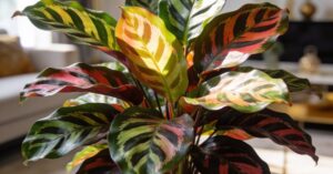 Calathea czy jest trująca? Sprawdź, czy ta roślina jest bezpieczna