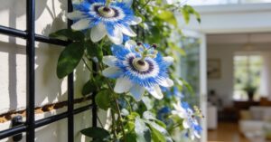 Passiflora: Kompleksowy przewodnik uprawy i pielęgnacji kwiatu męczennicy