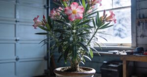 Oleander zimowanie: jak pielęgnować i przezimować oleander w donicy