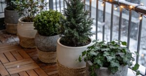 Kwiaty na balkon całoroczne: jak mieć piękny ogród przez 12 miesięcy?