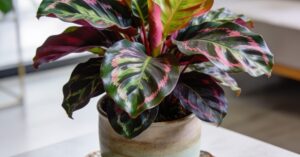 Calathea zasychanie brzegów liści: jak uratować roślinę i jej przyczyny