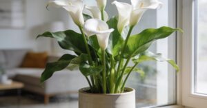 Zantedeschia: Kompleksowa pielęgnacja i uprawa w domu i ogrodzie